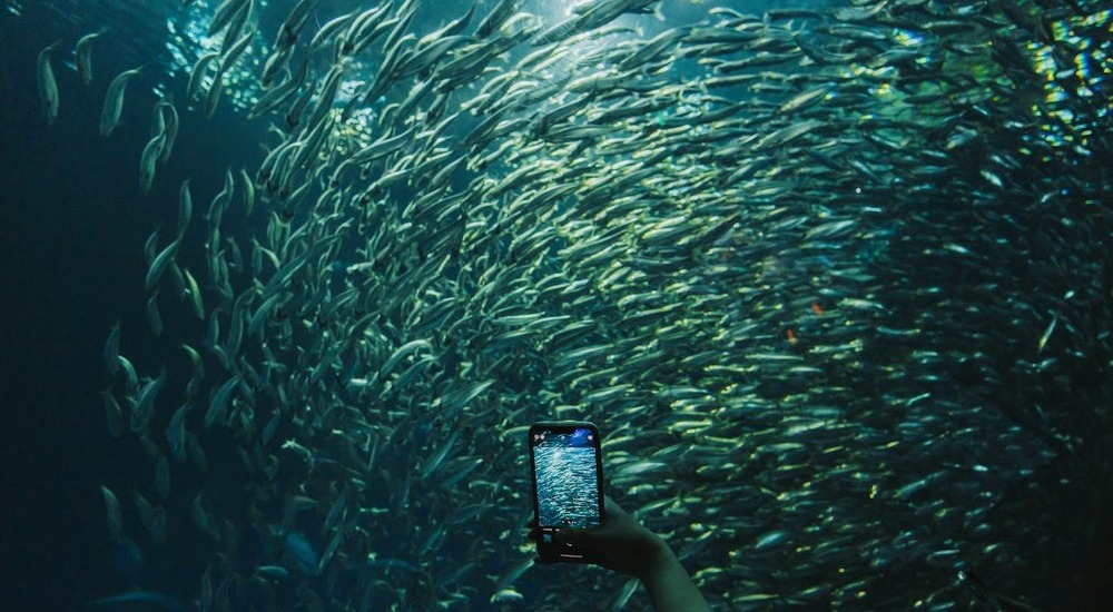 photographing-fish
